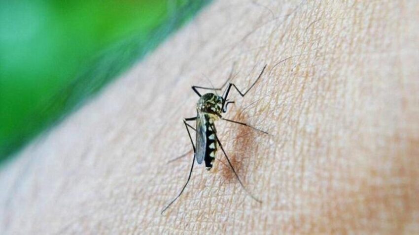 Sivrisinek Koku Duyusundan Kanser Dedektörü Geliştirildi